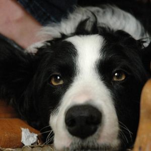 Meet your Posher, كالسي